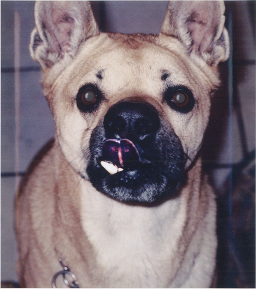 Beast, the reason I do what I do, he taught me so much. Thank You. Adopted 1996. Passed at age 12 on March 11th, 2005. I will see you again at "The Rainbow Bridge" 